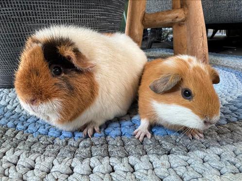 Lief koppel zeugjes Schaapje en Milly, Dieren en Toebehoren, Knaagdieren, Vrouwelijk, Cavia, Na 1 juli 2024