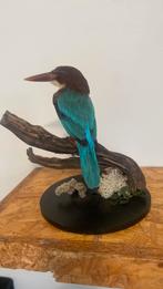 Opgezette vogel dieren taxidermy, Ophalen of Verzenden, Zo goed als nieuw, Vogel, Opgezet dier