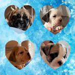 Retromops pups, Dieren en Toebehoren, Rabiës (hondsdolheid), 8 tot 15 weken, Bulldog, Meerdere