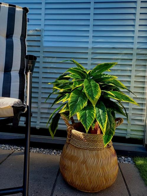 Prachtige kunstplant nieuw, Huis en Inrichting, Woonaccessoires | Kunstplanten en Kunstbloemen, Nieuw, Binnen, Buiten, Ophalen of Verzenden
