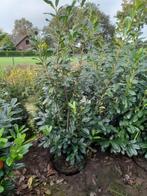 Prunus laur. Novita 150-175 cm brede struiken!, Ophalen, Laurier, 100 tot 250 cm
