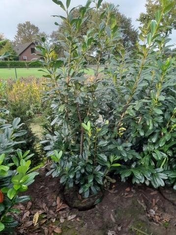 Prunus laur. Novita 150-175 cm brede struiken! beschikbaar voor biedingen