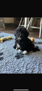 Speelse Maltipoo pup! 🐶, Dieren en Toebehoren, Honden | Niet-rashonden, CDV (hondenziekte), 8 tot 15 weken, Teef, Meerdere