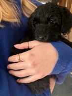 Labradoodle pup multigen fleece mini/midi in huis met moeder, Dieren en Toebehoren, 8 tot 15 weken, Parvo, Meerdere, Meerdere dieren