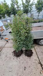 Actie nu €17.50 per stuk portugese laurier 150/160 cm, Tuin en Terras, Planten | Struiken en Hagen, Ophalen of Verzenden, Laurier