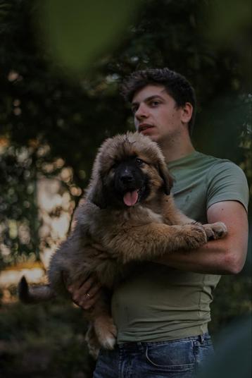 Sintbernard kruising X leonberger x pyrenese berghond beschikbaar voor biedingen
