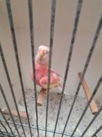 1 rubino bourks van dit jaar, Dieren en Toebehoren, Vogels | Parkieten en Papegaaien, Meerdere dieren, Parkiet