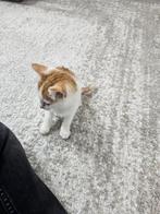 Kitten te koop, Poes