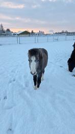 Welsh a merries, Merrie, Minder dan 160 cm, Met stamboom, 0 tot 2 jaar