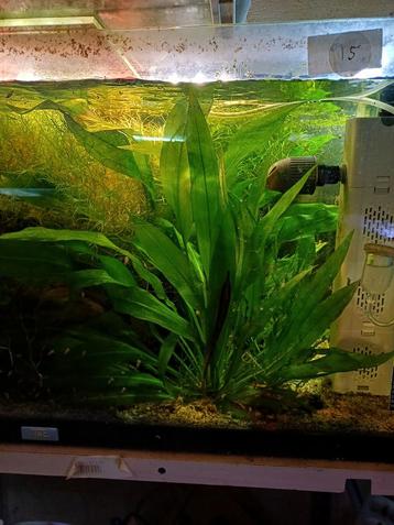 Aquariumplant - Zwaardplant moeder plant beschikbaar voor biedingen