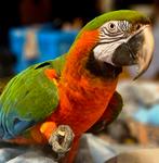 Prachtige tamme Harlekijn ara pop, Vrouwelijk, Papegaai, Tam