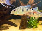 Satanoperca deamon, Dieren en Toebehoren, Vissen | Aquariumvissen, Vis