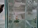 Betta splendens super delta kempvis man, Vis, Zoetwatervis