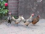3x Sebright kriel haan citroen zwartgezoomd, Dieren en Toebehoren, Pluimvee, Mannelijk, Kip