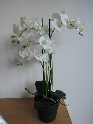 2 paar prachtige kunst orchideeën  beschikbaar voor biedingen