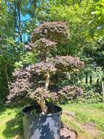 Loropetalum tuinbonsai( niwaki), Tuin en Terras, Ophalen, Zomer, Overige soorten, Volle zon