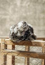 Broedeieren Usa zijdehoen, Dieren en Toebehoren, Pluimvee, Geslacht onbekend, Kip
