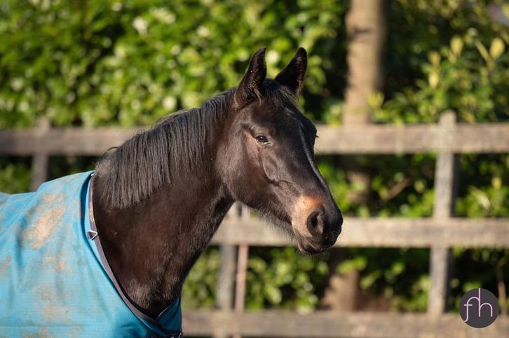 Fokmerrie te koop 2022 OOSeven x Stedinger, Dieren en Toebehoren, Paarden, Merrie
