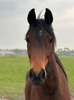 Talentvolle merrie, Dieren en Toebehoren, Paarden, Merrie