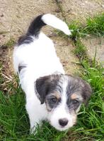 Jack russell pups met stamboom!!, Dieren en Toebehoren, Jack Russell Terriër, Reu, 8 tot 15 weken, CDV (hondenziekte)