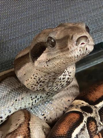 Boa constrictor imperator  beschikbaar voor biedingen