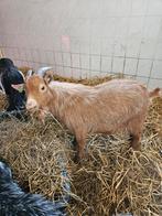 Dwergbok, Dieren en Toebehoren, Mannelijk, Geit