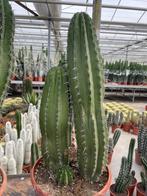 Cactus Polaskia ChiChipe vertakt circa 75-78 hoog. Pot 30 cm, Ophalen of Verzenden, Minder dan 100 cm, Bloeiende kamerplant, Volle zon