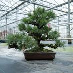 Japanse Bonsai - Pinus thunbergii - 60 jaar oud - 90cm hoog, Tuin en Terras, In pot, Minder dan 100 cm, Overige soorten, Volle zon