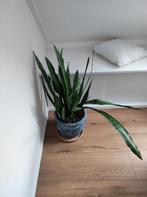 Sansevieria, Ophalen, Halfschaduw, Minder dan 100 cm