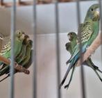 Blackface parkieten koppel, Dieren en Toebehoren, Vogels | Parkieten en Papegaaien, Meerdere dieren, Parkiet