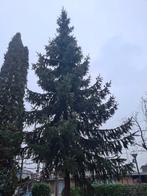 Fijnspar boom hoog, Ophalen, Halfschaduw, Overige soorten, 100 tot 250 cm