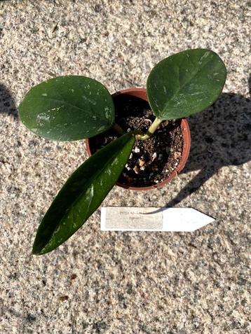 Hoya sp. Lai Chau beschikbaar voor biedingen