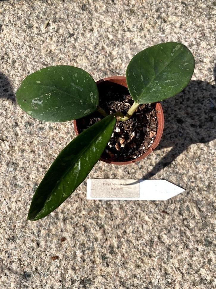 Hoya sp. Lai Chau, Huis en Inrichting, Kamerplanten, Overige soorten, Minder dan 100 cm, Bloeiende kamerplant, Halfschaduw, Ophalen