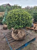 Ilex Crenata Convexa bolvormen in alle maten, Tuin en Terras, Planten | Struiken en Hagen, Ophalen of Verzenden, Overige soorten