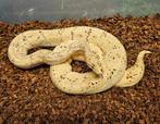 Banana Enchi het Desert Ghost KWEEKVROUW - 195 EURO, Dieren en Toebehoren, Reptielen en Amfibieën, Slang, 3 tot 6 jaar