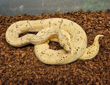 Banana Enchi het Desert Ghost KWEEKVROUW - 195 EURO beschikbaar voor biedingen