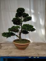 Pre bonsai tuinbonsay, Tuin en Terras, Ophalen of Verzenden, Overige soorten
