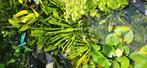 Krabbescheer, mooie grote planten, Ophalen, Zo goed als nieuw