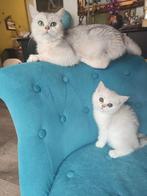 Kittens British korthaar, Meerdere dieren, Ontwormd, 0 tot 2 jaar