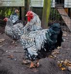 Wyandotte kriel haan zilverzwart gezoomd, Dieren en Toebehoren, Pluimvee, Mannelijk, Kip