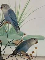 Prachtige Lieve Hand Tamme Agapornis Dwergpapegaai Lovebird, Dieren en Toebehoren, Vogels | Parkieten en Papegaaien, Meerdere dieren