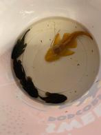 Anacitrus/ algeneters, Vis, Zoetwatervis