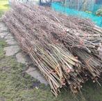 Takkenbossen voor oa natuurlijk tuin-/windscherm, Ophalen, Nieuw, 200 cm of meer, 150 tot 200 cm