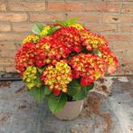 hortensia, Ophalen, Zomer, Overige soorten, Halfschaduw