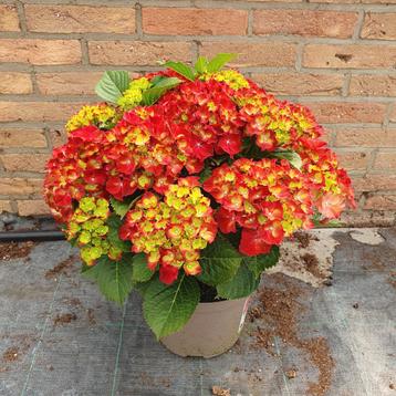 hortensia beschikbaar voor biedingen