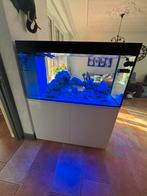Zeeaquarium 250l met sump compleet met techniek, Dieren en Toebehoren, Ophalen, Gevuld zeewateraquarium