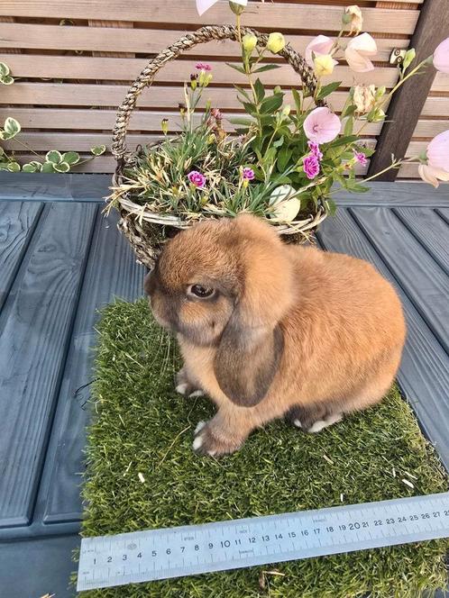 Te koop lieve Nederlandse Hangoor DWERGEN kleur madagascar, Dieren en Toebehoren, Konijnen, Dwerg, Meerdere dieren, 0 tot 2 jaar
