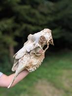 Schedel Eland (man), Verzamelen, Dierenverzamelingen, Ophalen of Verzenden, Zo goed als nieuw, Hert, Schedel