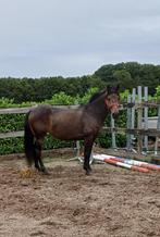 Te koop 7-jarige D-pony merrie, Dieren en Toebehoren, Pony's, B, 7 tot 10 jaar, Recreatiepony, D pony (1.37m tot 1.48m)