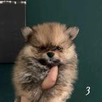 Schattig pomeriaantjes te koop, Dieren en Toebehoren, Overige rassen, Meerdere, Meerdere dieren, Nederland